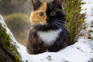 Намажте котам лапки сливочным маслом и спите спокойно!